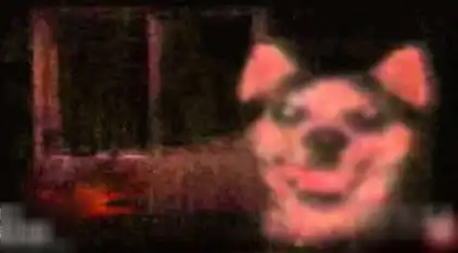 微笑狗-微笑狗吓人事件恐怖图片原图-小薇女性时尚