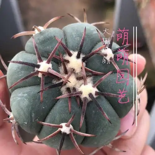 翠平丸实生仙人球可一物一拍多肉植物精品仙人球.