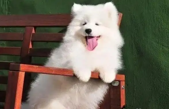 萨摩耶vs银狐,外观相似,性格却大相径庭!别让银狐犬"冒充"了