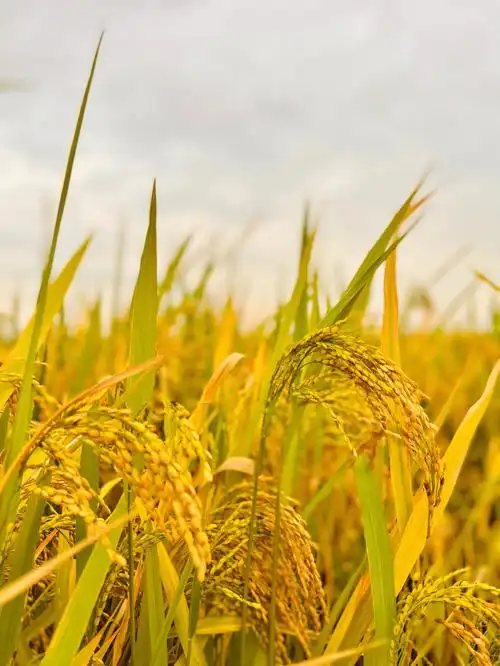 分享一组稻田滤镜