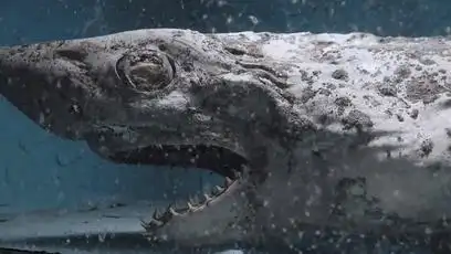 废弃水族馆惊现僵尸鲨鱼恐怖片的素材又增加了