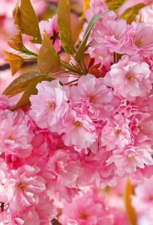 樱花的图片(樱花的图片大全大图真实)-帝国百科