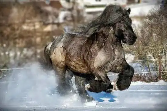 不为人知的冷血马品种性格安静沉稳力量强大出众