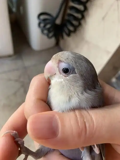 手养牡丹鹦鹉  单眼伤风#不明原因掉毛