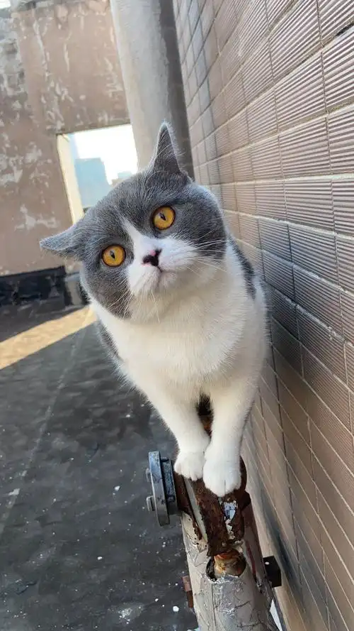 代友出英短蓝白