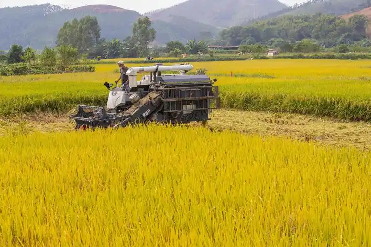 肇庆:稻田金黄 丰收在望