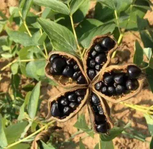 牡丹花种植如何种植_种子