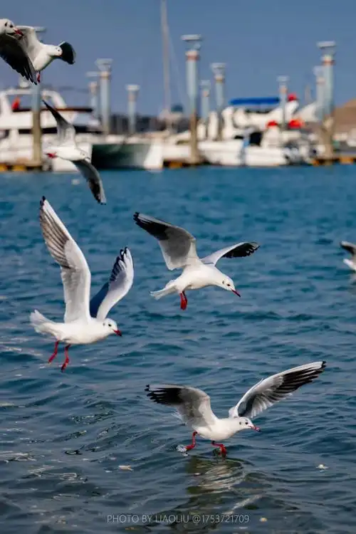 日照初春的第一份浪漫,是海鸥给的!