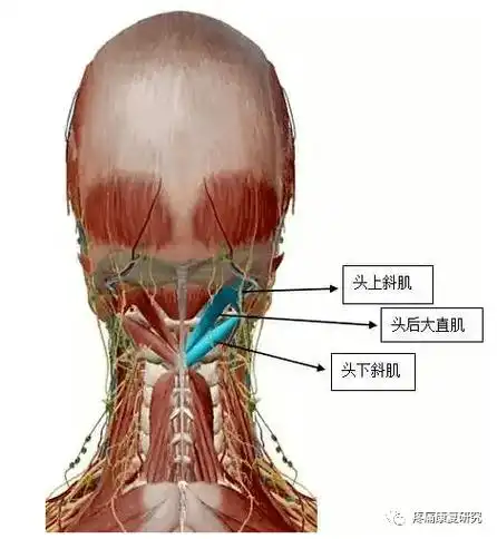 下外侧的头下斜肌组成枕下三角,当头部位于其解剖位置时,枕下三角几乎