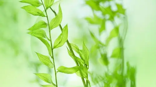 小清新唯美高清护眼植物桌面壁纸