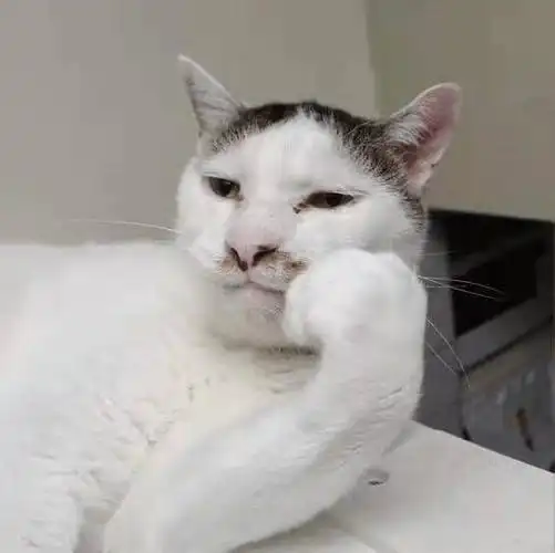 丑猫大赛刷爆热搜惹网友围观笑死长得越像人的越丑