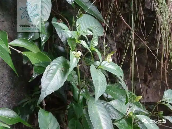 跌打草见过吗散瘀消肿接骨止血治跌打肿痛骨折