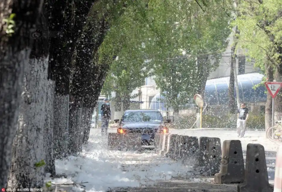 北京今年杨柳飞絮将有三个高发期