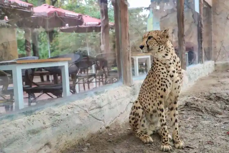 最美闪电侠—猎豹的"反差萌"_喵喵_餐厅_太阳