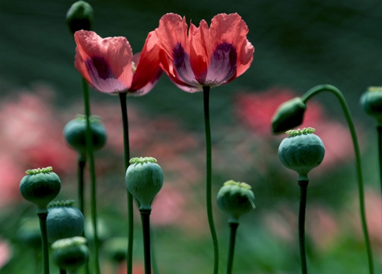 罂粟:毒品前身的起源演变和不为人知的小故事