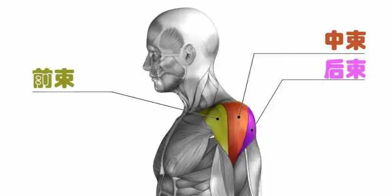 我们通常把它从前到后分为三角肌的前束,中束和后束.
