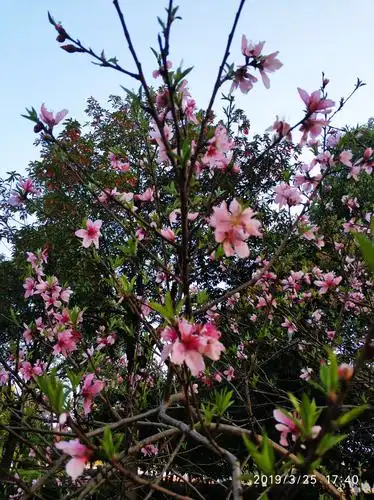 三月桃花满树开【原创】