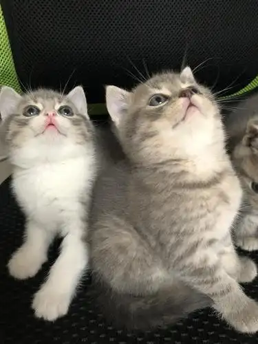 广州番禺自家小猫找主人领养,英短混美短