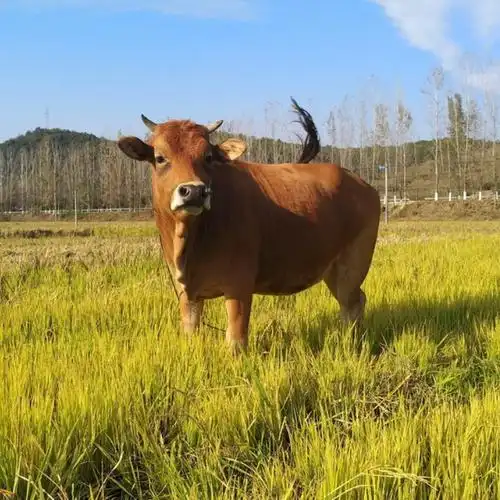 良种肉牛黄牛养殖出售 基地科学养殖 大量出售