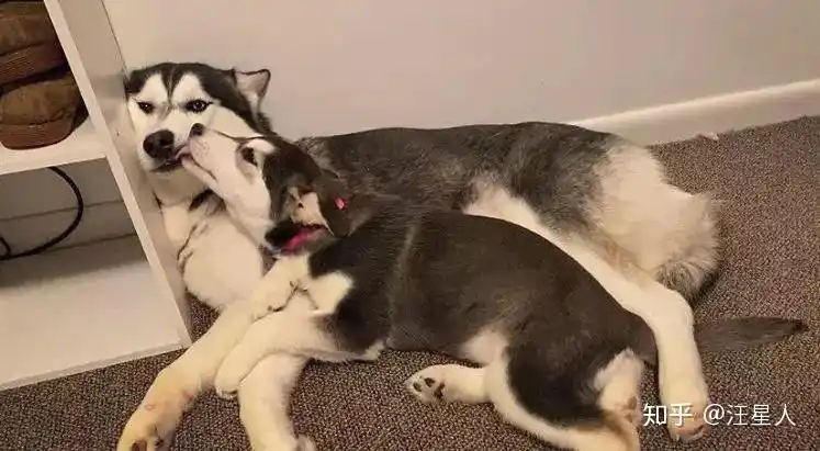 两只二哈在家疯狂秀恩爱,第三只狗子超崩溃:不带这样虐狗的!