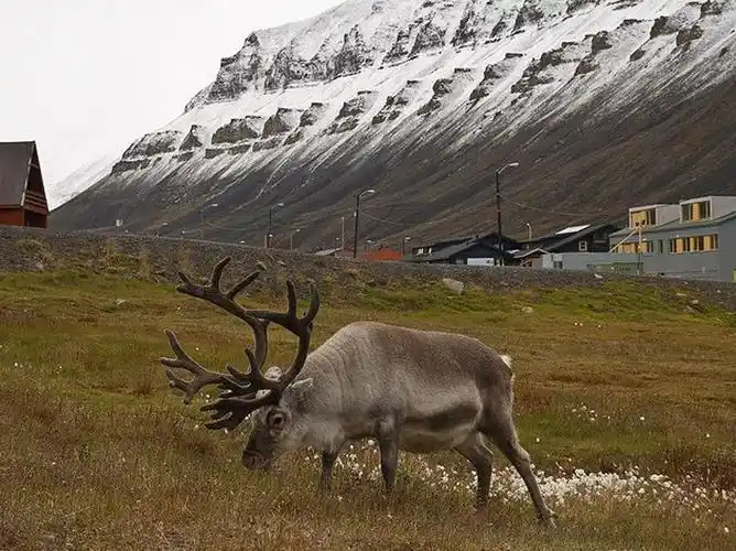 p>斯瓦尔巴德群岛驯鹿(学名:rangifer tarandus platyrhynchus)是