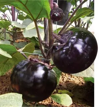 本单位最新育成黑圆茄杂交一代茄子新品种,该品种生长势强,萼片紫色