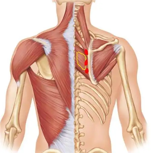 网站标识菱形肌群之位置位于斜方肌深面,一端附着于肩胛骨内侧缘,另一