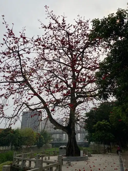 木棉花晒干失败了