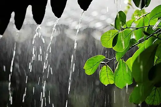 拙政园灰瓦雨景