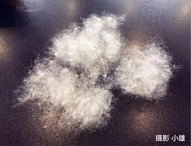 五月份木棉花的果实成熟裂开,棉絮飞扬,雪花飘飘与您分享!摄影 小雄