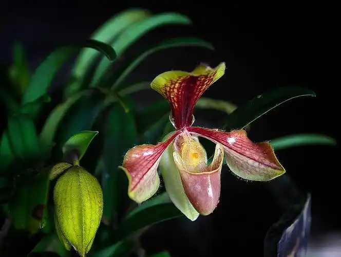 兜兰在室内种植对人体有害吗