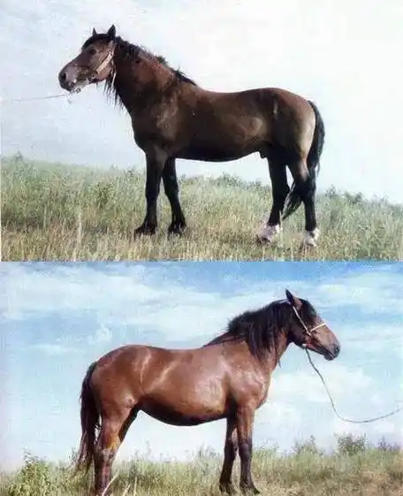 一次马种的改良,是如何导致东亚两大强国覆灭的?