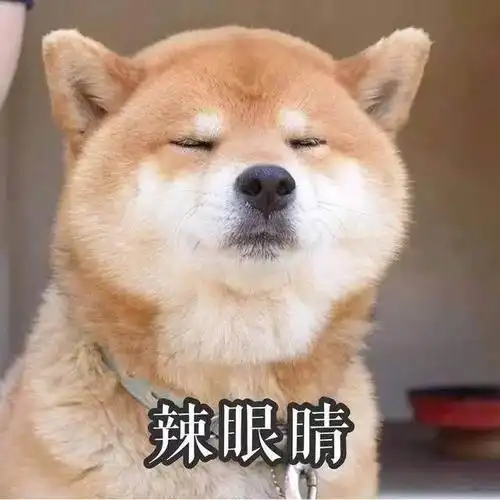 100张狗狗表情包卖萌撒泼