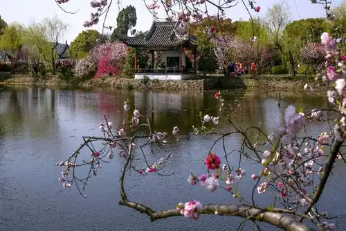 江南桃花《醉美蠡园》