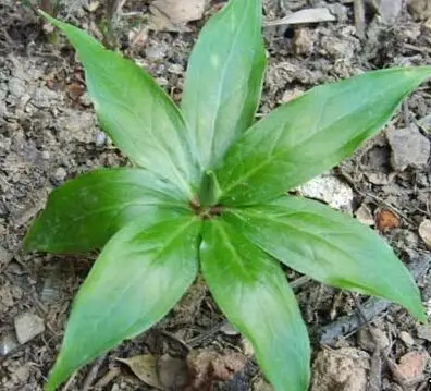 蚤休的功效与作用