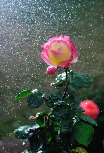 来自星星的月季