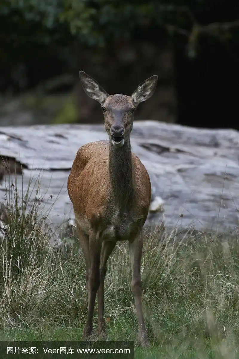 马鹿,欧洲,自然,红色,斯堪的纳维亚半岛