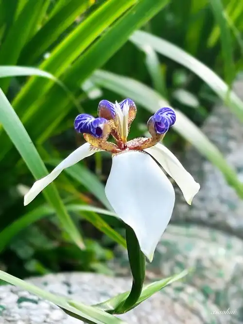 巴西鸢尾花 - 走味的咖啡 - 图虫