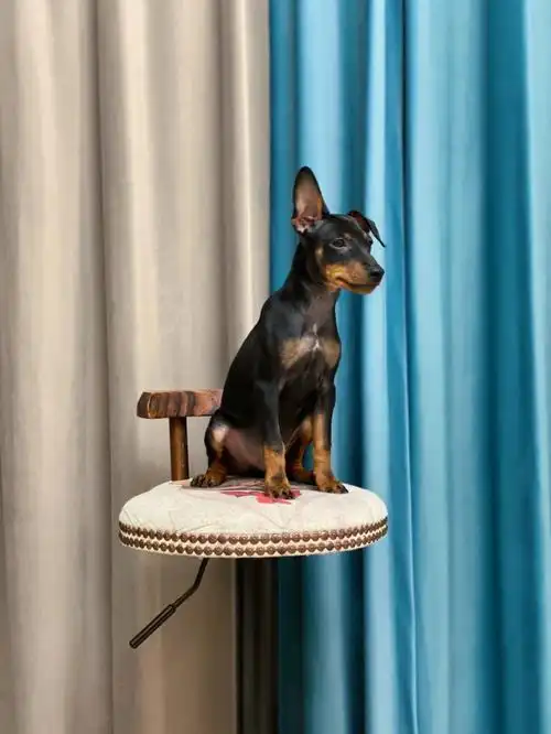 三个月了耳朵还这样