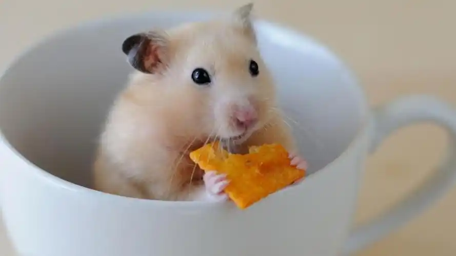 一只偷吃饼干的可爱呆萌调皮小仓鼠