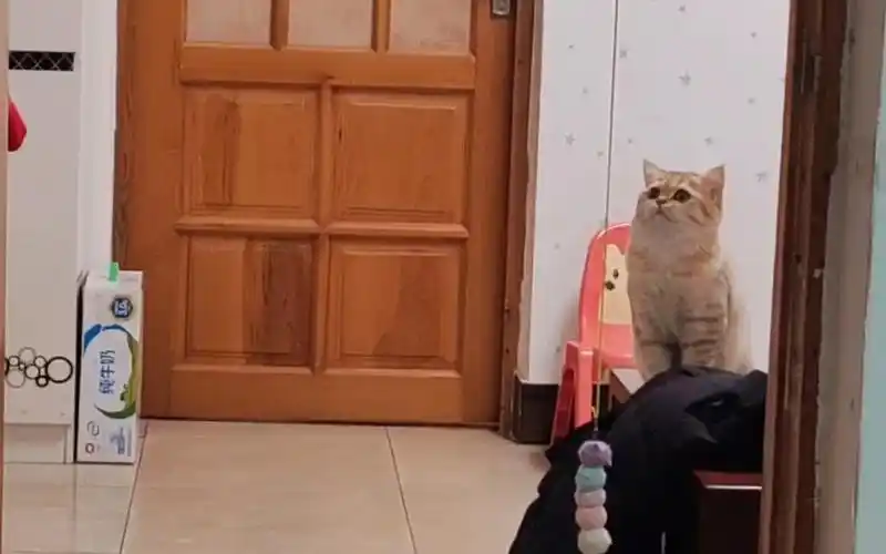 望穿秋水:等待的煎熬与希望的力量