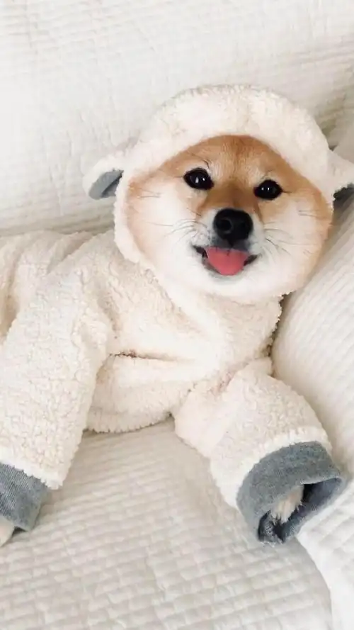 日本twitter上的超人气狗狗,成了超萌小"玩偶"_小狗情人