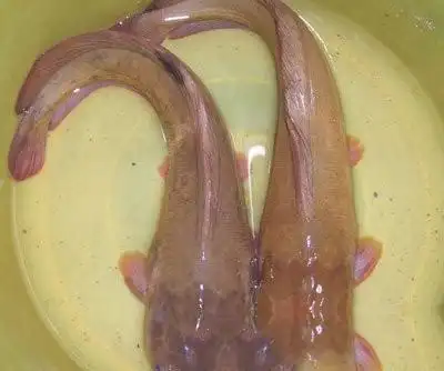 【拼音名】tánɡ shī yú   【别名】角鱼,暗钉鱼(《本草