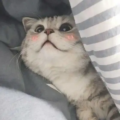 奶凶奶凶的猫咪头像既搞怪又软萌79