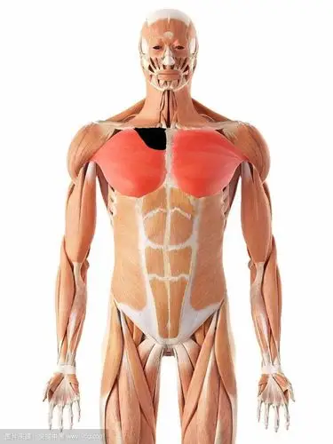 胸部黑色位置的肌肉如何锻炼?