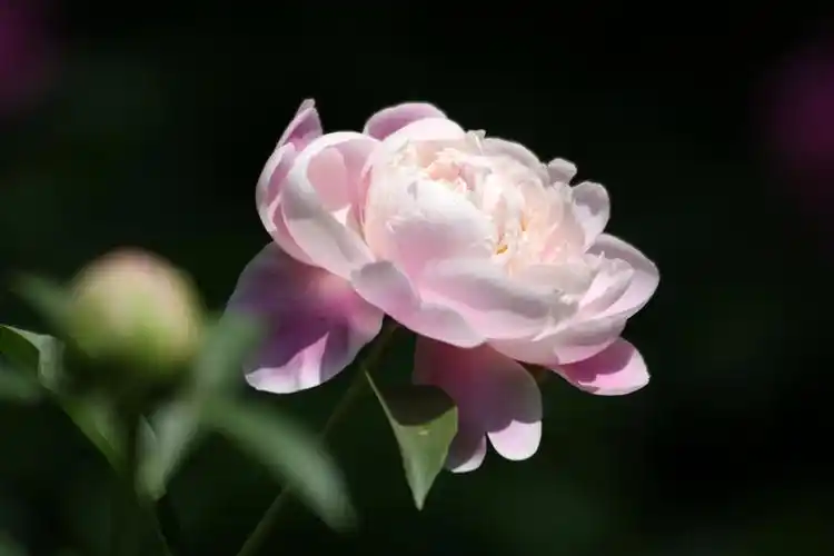 我眼中的芍药花