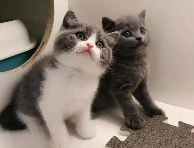 就是英短猫相比于美短猫来说,它们的价格更便宜一些,像常见的英短蓝猫