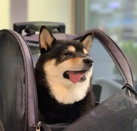 这是只一开心就喜欢歪着吐舌头的黑柴不就是这个表情吗zt