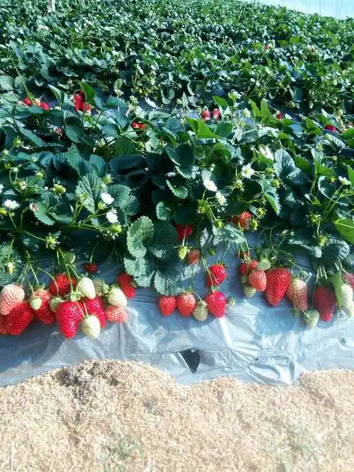 扎兰屯卧牛河镇马场四队草莓采摘园开园了地址:卧牛河镇马场四队草莓