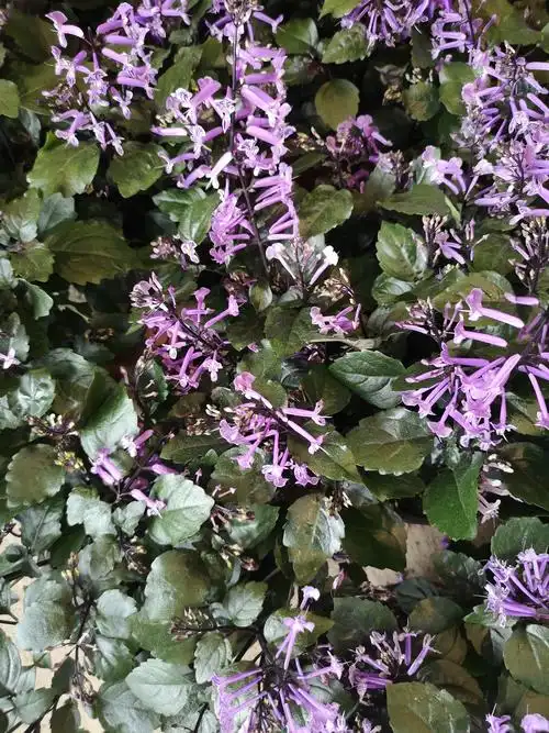 紫色精灵:艾氏香茶菜 - 简书